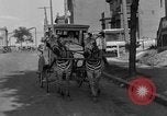 Image of Zebra driven carriage Saint Louis Missouri USA, 1931, second 28 stock footage video 65675048705