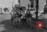Image of Zebra driven carriage Saint Louis Missouri USA, 1931, second 29 stock footage video 65675048705
