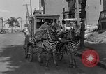 Image of Zebra driven carriage Saint Louis Missouri USA, 1931, second 30 stock footage video 65675048705