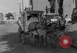 Image of Zebra driven carriage Saint Louis Missouri USA, 1931, second 32 stock footage video 65675048705
