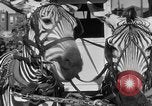 Image of Zebra driven carriage Saint Louis Missouri USA, 1931, second 34 stock footage video 65675048705