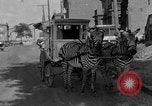 Image of Zebra driven carriage Saint Louis Missouri USA, 1931, second 35 stock footage video 65675048705