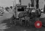 Image of Zebra driven carriage Saint Louis Missouri USA, 1931, second 36 stock footage video 65675048705