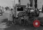 Image of Zebra driven carriage Saint Louis Missouri USA, 1931, second 37 stock footage video 65675048705