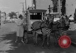 Image of Zebra driven carriage Saint Louis Missouri USA, 1931, second 38 stock footage video 65675048705