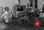 Image of Zebra driven carriage Saint Louis Missouri USA, 1931, second 40 stock footage video 65675048705