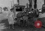 Image of Zebra driven carriage Saint Louis Missouri USA, 1931, second 41 stock footage video 65675048705