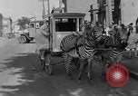 Image of Zebra driven carriage Saint Louis Missouri USA, 1931, second 59 stock footage video 65675048705
