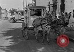 Image of Zebra driven carriage Saint Louis Missouri USA, 1931, second 60 stock footage video 65675048705