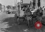 Image of Zebra driven carriage Saint Louis Missouri USA, 1931, second 61 stock footage video 65675048705