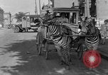 Image of Zebra driven carriage Saint Louis Missouri USA, 1931, second 62 stock footage video 65675048705