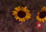 Immagine di Girasoli United States USA, 1975, secondo 1 filmato di repertorio 65675048718