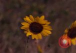 Immagine di Girasoli United States USA, 1975, secondo 3 filmato di repertorio 65675048718