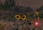 Immagine di Girasoli United States USA, 1975, secondo 4 filmato di repertorio 65675048718