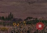 Immagine di Girasoli United States USA, 1975, secondo 5 filmato di repertorio 65675048718