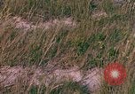 Immagine di Girasoli United States USA, 1975, secondo 15 filmato di repertorio 65675048718