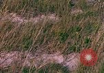 Immagine di Girasoli United States USA, 1975, secondo 16 filmato di repertorio 65675048718