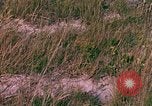 Immagine di Girasoli United States USA, 1975, secondo 17 filmato di repertorio 65675048718