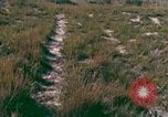 Immagine di Girasoli United States USA, 1975, secondo 21 filmato di repertorio 65675048718