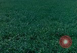 Immagine di Girasoli United States USA, 1975, secondo 44 filmato di repertorio 65675048718