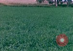 Immagine di Girasoli United States USA, 1975, secondo 45 filmato di repertorio 65675048718
