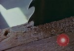 Immagine di Sutter's Mill dimostrazione di replica mulino sega California United States USA, 1975, secondo 4 filmato di repertorio 65675048720