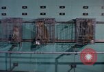 Standbild Affen Washington DC USA, 1965, aus Sekunde 8 historischem Filmmaterial Videoclip 65675048921