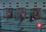 Standbild Affen Washington DC USA, 1965, aus Sekunde 18 historischem Filmmaterial Videoclip 65675048921