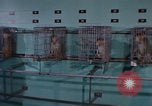 Standbild Affen Washington DC USA, 1965, aus Sekunde 19 historischem Filmmaterial Videoclip 65675048921