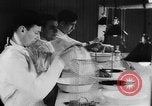 Image of Rats dissected for disease investigation United States USA, 1932, second 21 stock footage video 65675048951