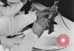 Image of Rats dissected for disease investigation United States USA, 1932, second 44 stock footage video 65675048951