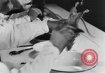 Image of Rats dissected for disease investigation United States USA, 1932, second 47 stock footage video 65675048951