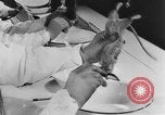 Image of Rats dissected for disease investigation United States USA, 1932, second 48 stock footage video 65675048951