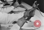 Image of Rats dissected for disease investigation United States USA, 1932, second 49 stock footage video 65675048951