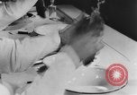 Image of Rats dissected for disease investigation United States USA, 1932, second 58 stock footage video 65675048951