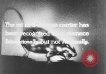 Image of rat United States USA, 1932, second 3 stock footage video 65675048952