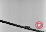 Image of rat United States USA, 1932, second 22 stock footage video 65675048952