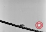 Image of rat United States USA, 1932, second 23 stock footage video 65675048952