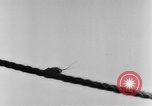 Image of rat United States USA, 1932, second 25 stock footage video 65675048952