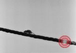 Image of rat United States USA, 1932, second 26 stock footage video 65675048952