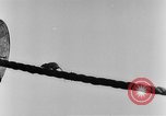 Image of rat United States USA, 1932, second 27 stock footage video 65675048952