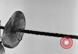 Image of rat United States USA, 1932, second 31 stock footage video 65675048952