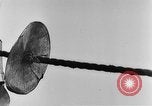 Image of rat United States USA, 1932, second 32 stock footage video 65675048952