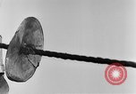 Image of rat United States USA, 1932, second 34 stock footage video 65675048952