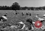 Image traire une vache United States USA, 1943, de la seconde 59 séquences d'archives historiques vidéo 65675049124
