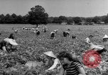 Image traire une vache United States USA, 1943, de la seconde 60 séquences d'archives historiques vidéo 65675049124