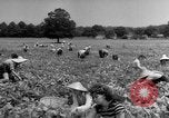 Image traire une vache United States USA, 1943, de la seconde 61 séquences d'archives historiques vidéo 65675049124