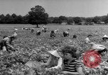 Image traire une vache United States USA, 1943, de la seconde 62 séquences d'archives historiques vidéo 65675049124