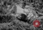 Image of Harry S Truman on use of atomic bomb against China United States USA, 1950, second 43 stock footage video 65675049145