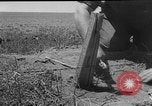 Image of President Eisenhower United States USA, 1953, second 10 stock footage video 65675049148
